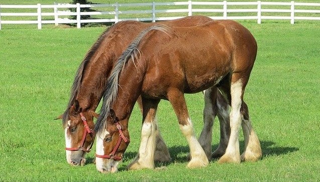 Two Clydesdale horses grazing field . horse breed for heavy riders over 300 pounds