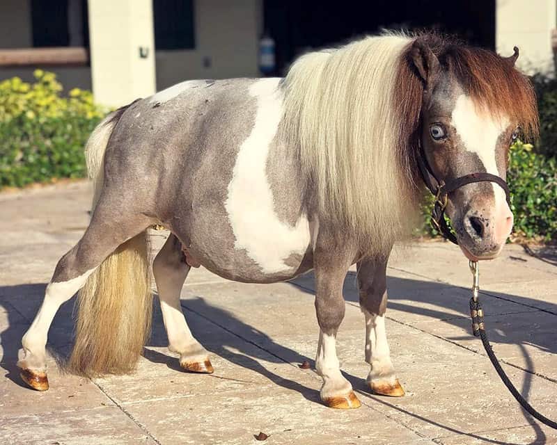 Horse with dwarfism