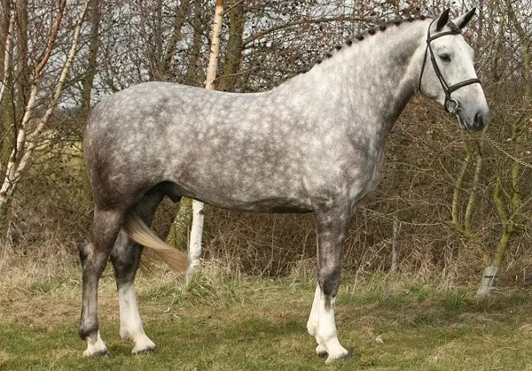 Irish Draught Horse with a braided mane