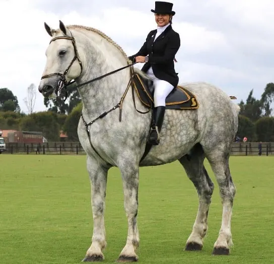 Percheron horse with a large rider on it's back