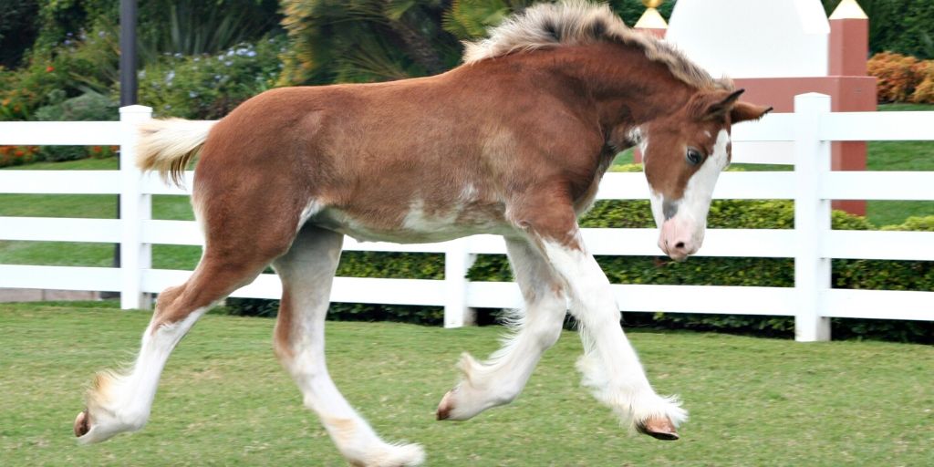 Spotted Draft Horse running in a field