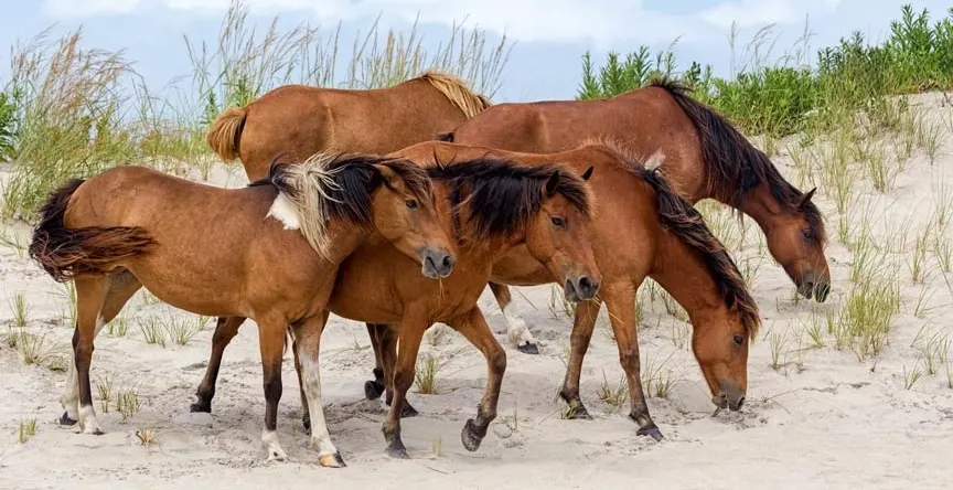 Dayton O Hyde Builds an 11,000 Acre Wild Mustang Horse Sanctuary