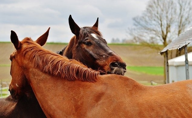 Horses nibble each others withers 