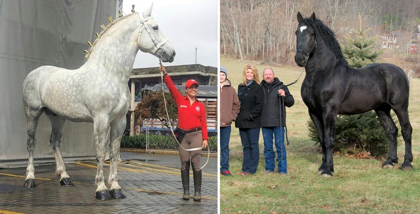 11 Interesting Facts About the Percheron Horse Breed