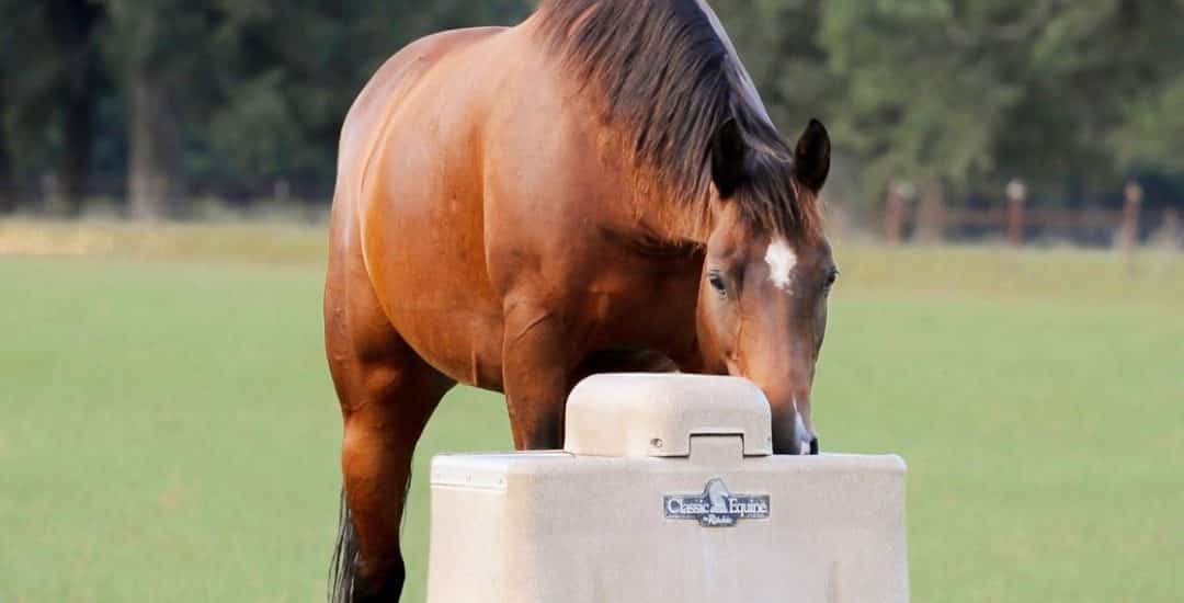 5 Best Horse Water Troughs & Tanks (Reviewed 2021)