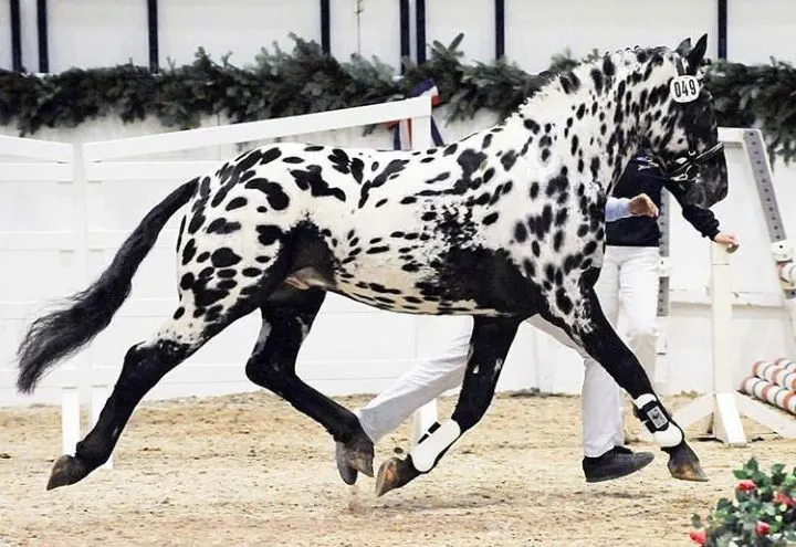 Knabstrupper horse in the show ring