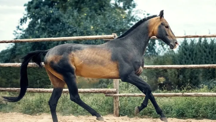 Beautiful Akhal-Teke horse breed running