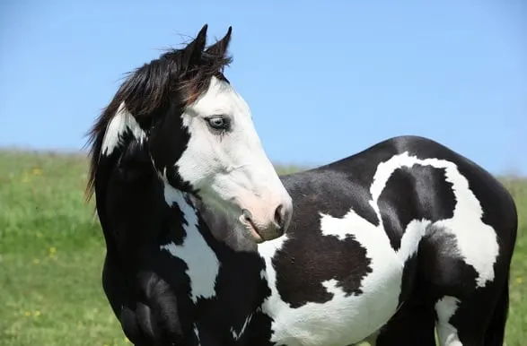 black and white paint horses