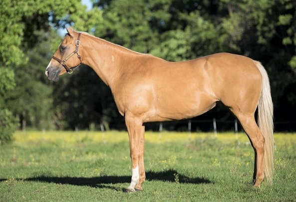 Drahé Palomino American Quarter Horse