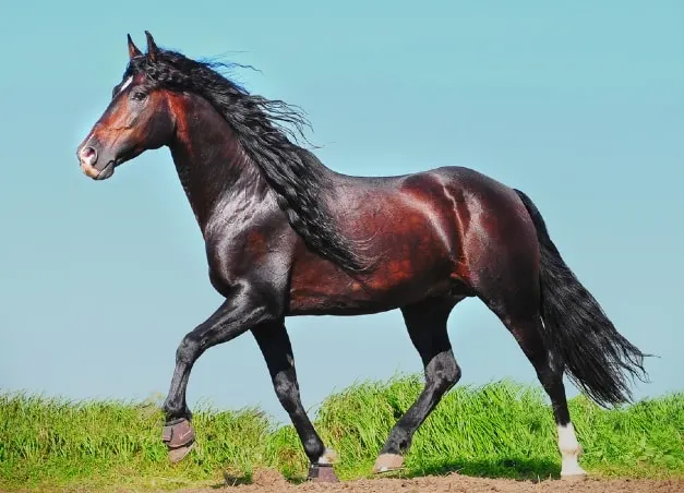 Beautiful Andalusian horse breed trotting