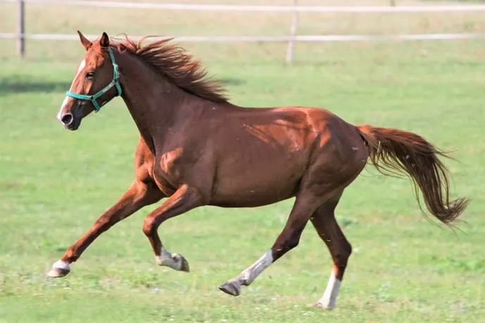 Anglo-Arabisch paard op een veld