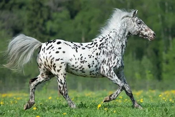 14 Common Black And White Horse Breeds