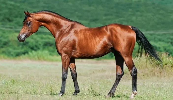 Beautiful bay Arabian horse standing