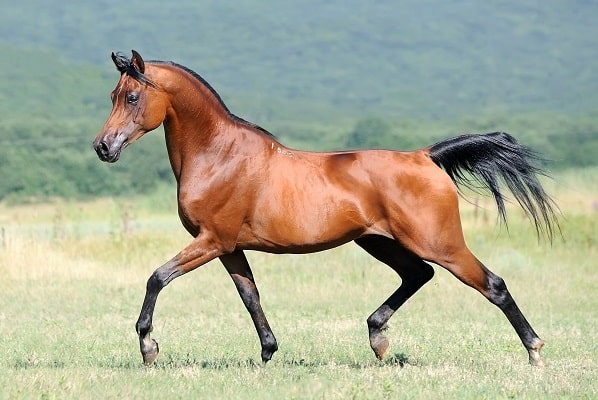 Expensive bay Arabian horse trotting
