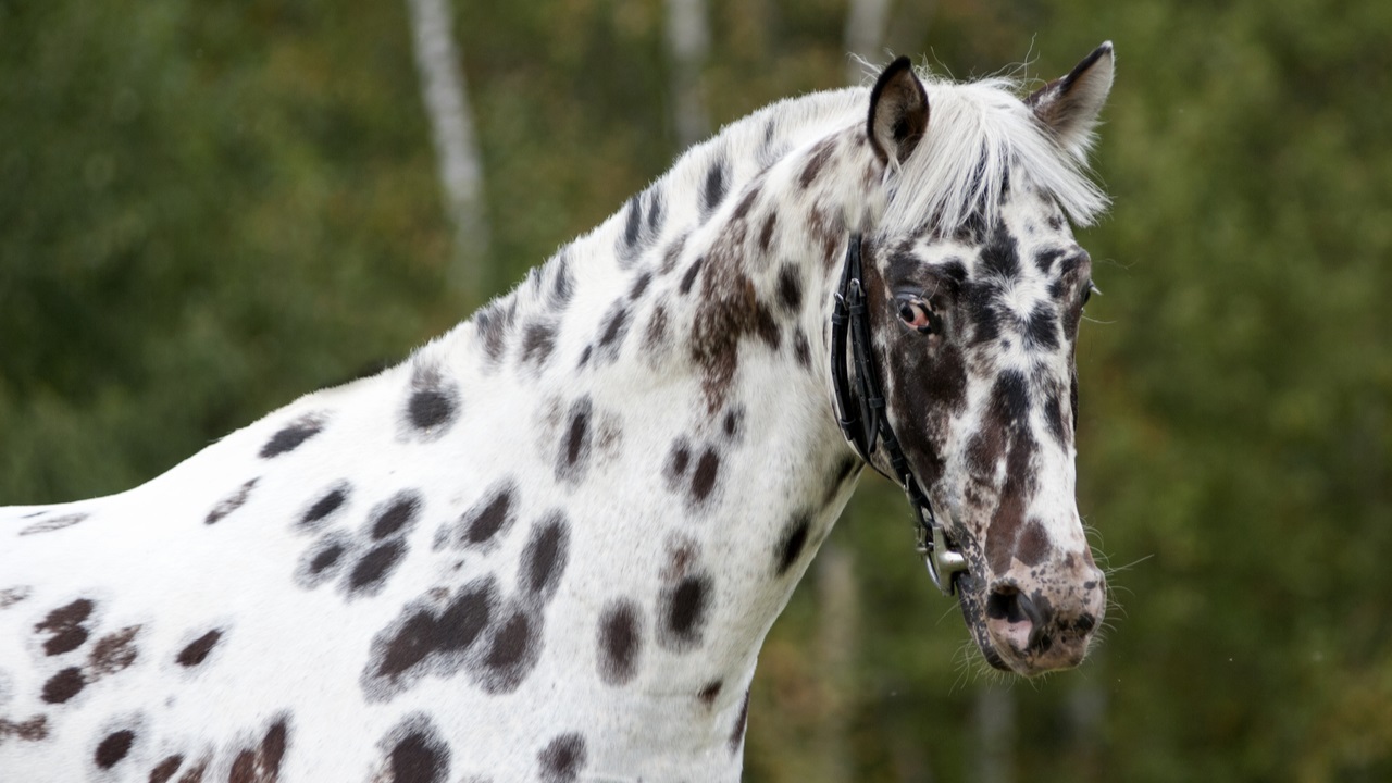 Beautiful Black and White Horse Breeds List