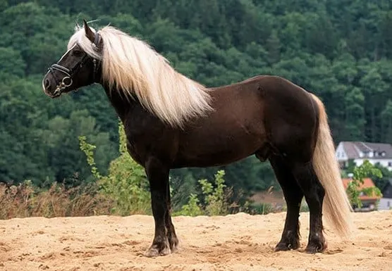 Beautiful liver chestnut Black Forest horse