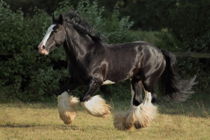 Black Shire Horses Running