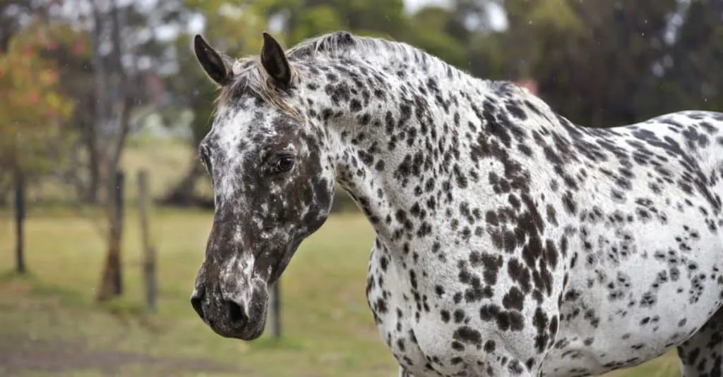 14 Common Black And White Horse Breeds - Horsey Hooves