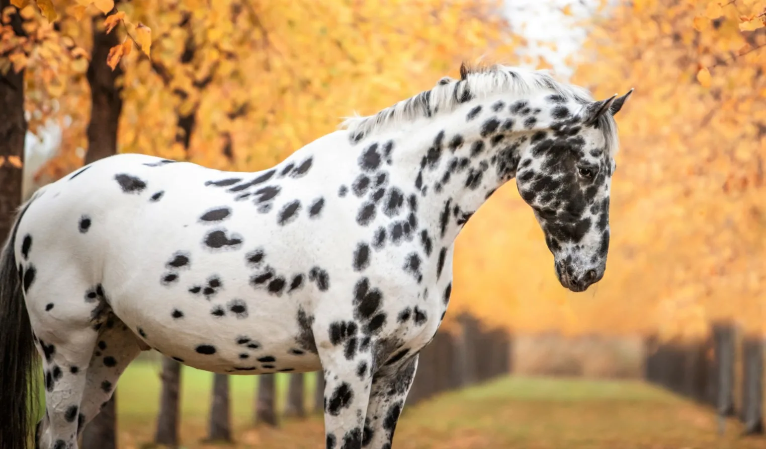 Black and white horse breed