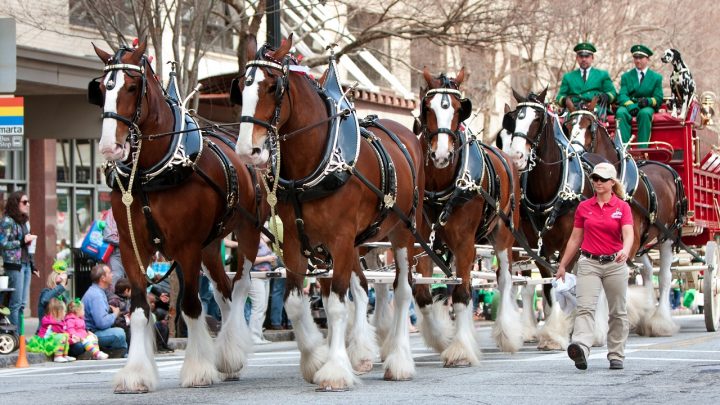 Clydesdale horse price. Horses pulling a carriage on a road