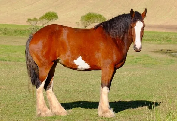 Cavalo Clydesdale de pé num campo