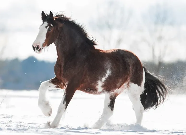 Clydesdale horse running in snow