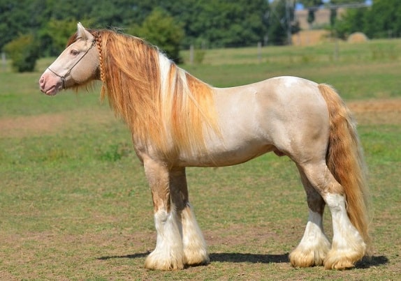 piękny koń Cremello Gypsy Vanner stojący w polu