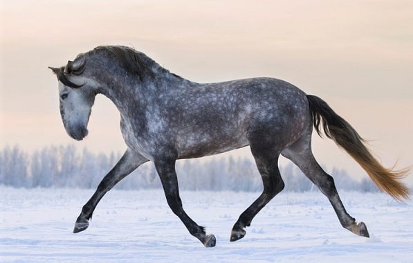 Tordillo gris caballo Andaluz correr en la nieve