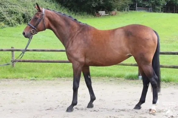 Dutch Warmblood horse standing 