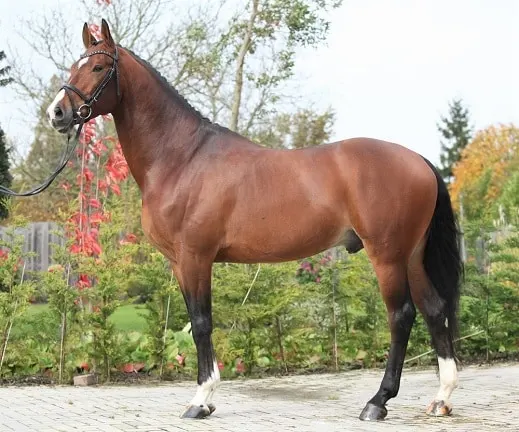  Bay Dutch Warmblood horse breed 