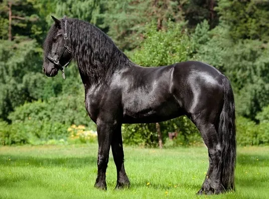 Expensive Friesian horse breed black standing
