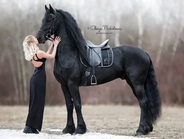 Beautiful black Friesian horse