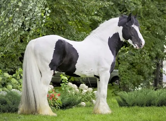 14 Common Black And White Horse Breeds