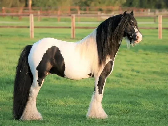 Piebald Gypsy Vanner horse