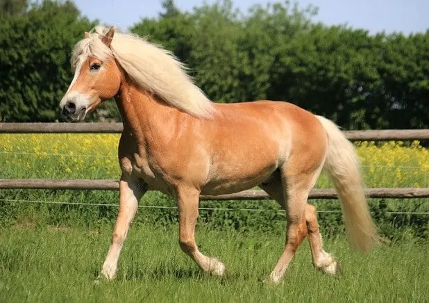 Haflinger horse trotting in a field