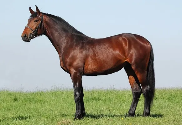 Hannoveraans paard staand in een veld