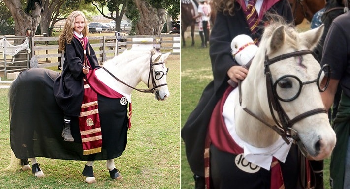 Horses dressed in costumes for Halloween, Christmas, and fancy dress ...