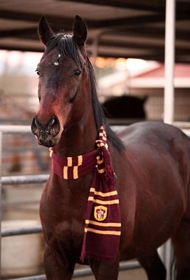 Horse wearing a Harry Potter scarf
