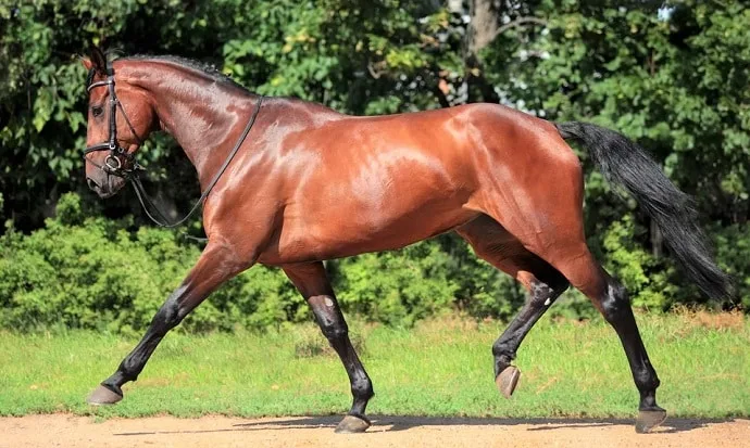 Raza de caballo Holsteiner de bahía cara