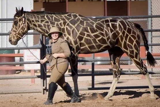 Costume de girafe de cheval