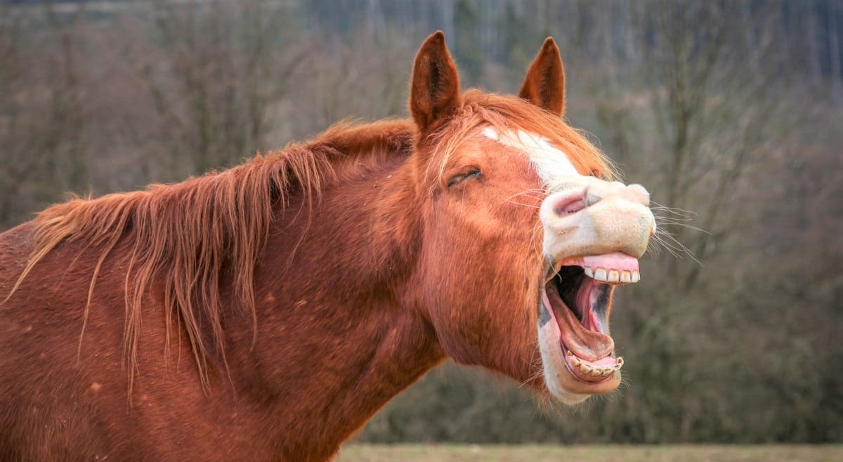 16 Funny Things Horses Do to Annoy Us