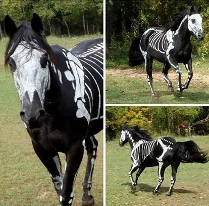 Horse painted like a skeleton