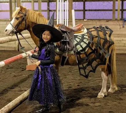 Horses dressed in costumes for Halloween, Christmas, and fancy dress ...