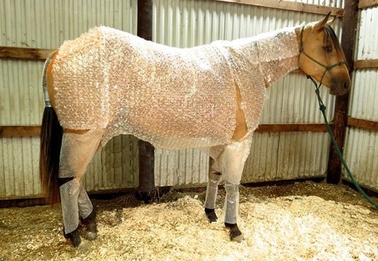 Horse wrapped in bubble wrap
