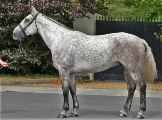 Dapple grey Irish Sport horse breed