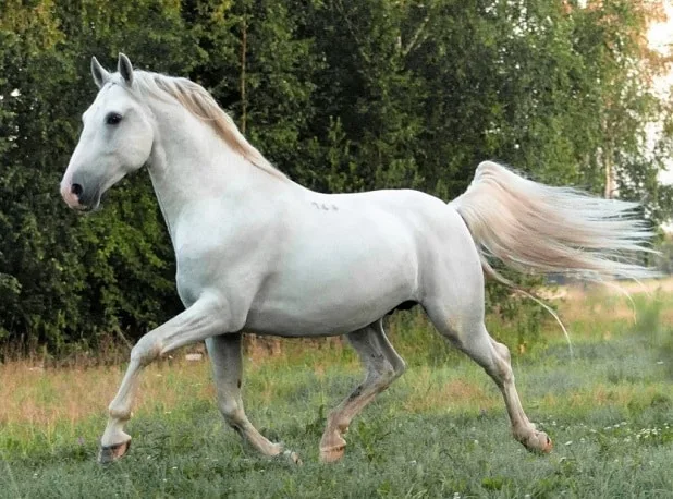 White Lipizzan horse running