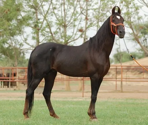 Beautiful Marwari horse breed with curled ears