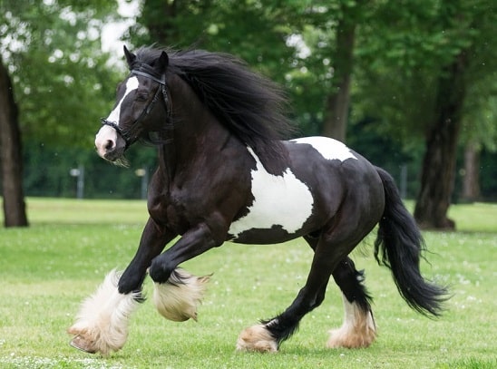 Black and white Gypsy Vanner horse