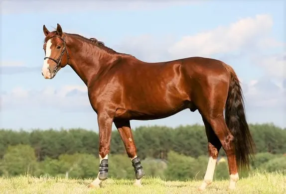 Oldenburg Horse standing in a field