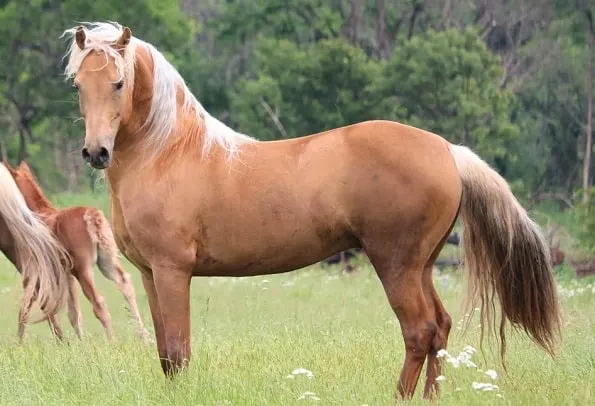Palomino, Morgan horse hřebec